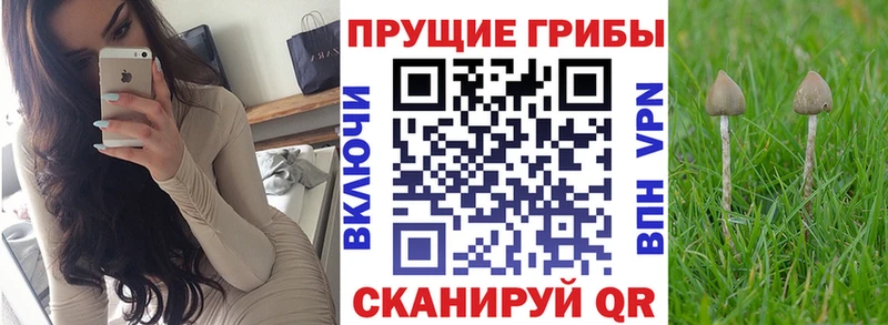 Псилоцибиновые грибы мицелий  Купино 